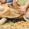 الدعاء عند ذبح الأضحية 