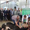 ذبح الأضاحي ببنى سويف 