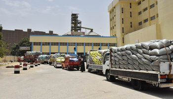 توريد محصول القمح 